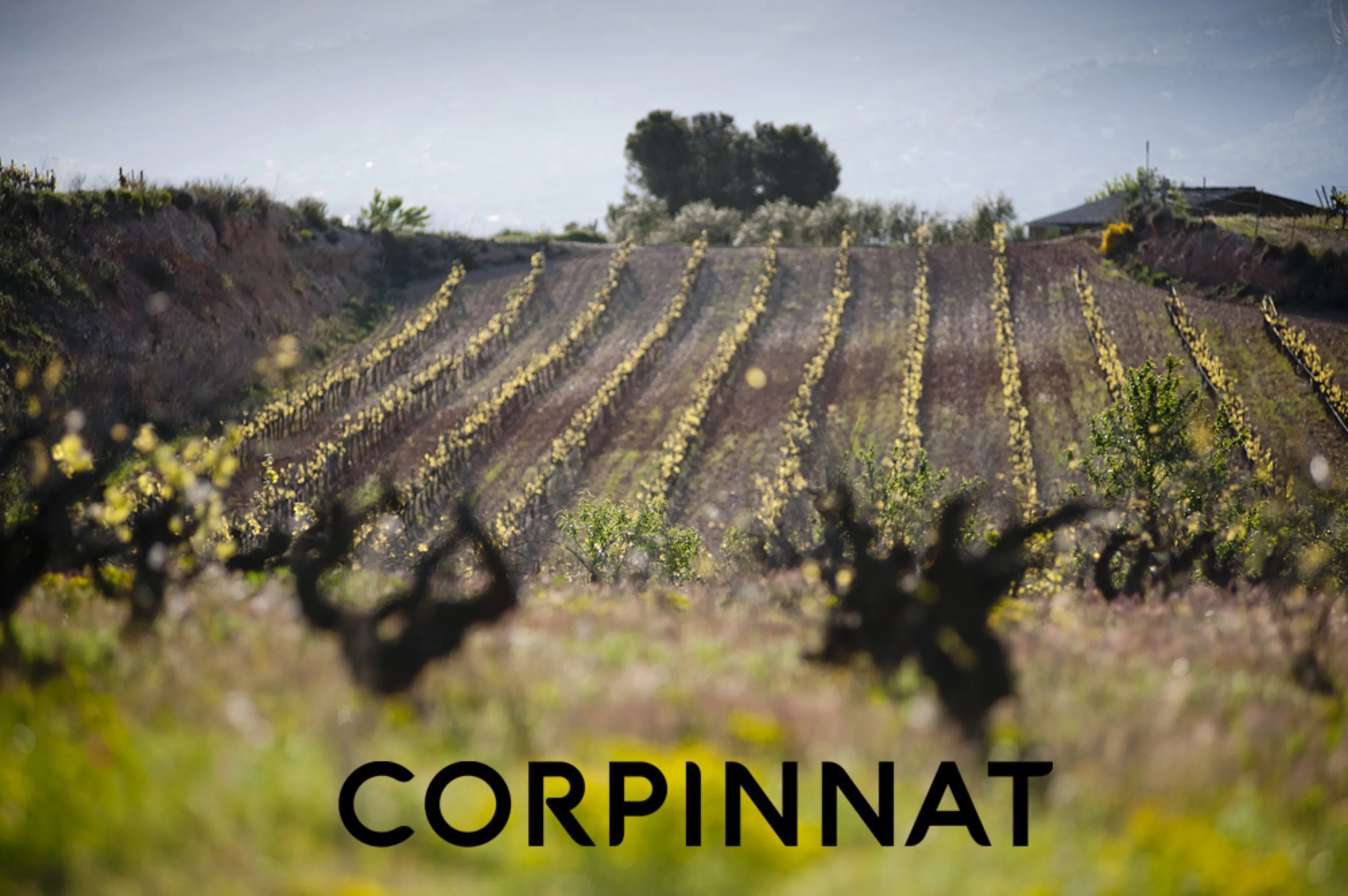 Gramona. Vinyes. Coberta Vegetal