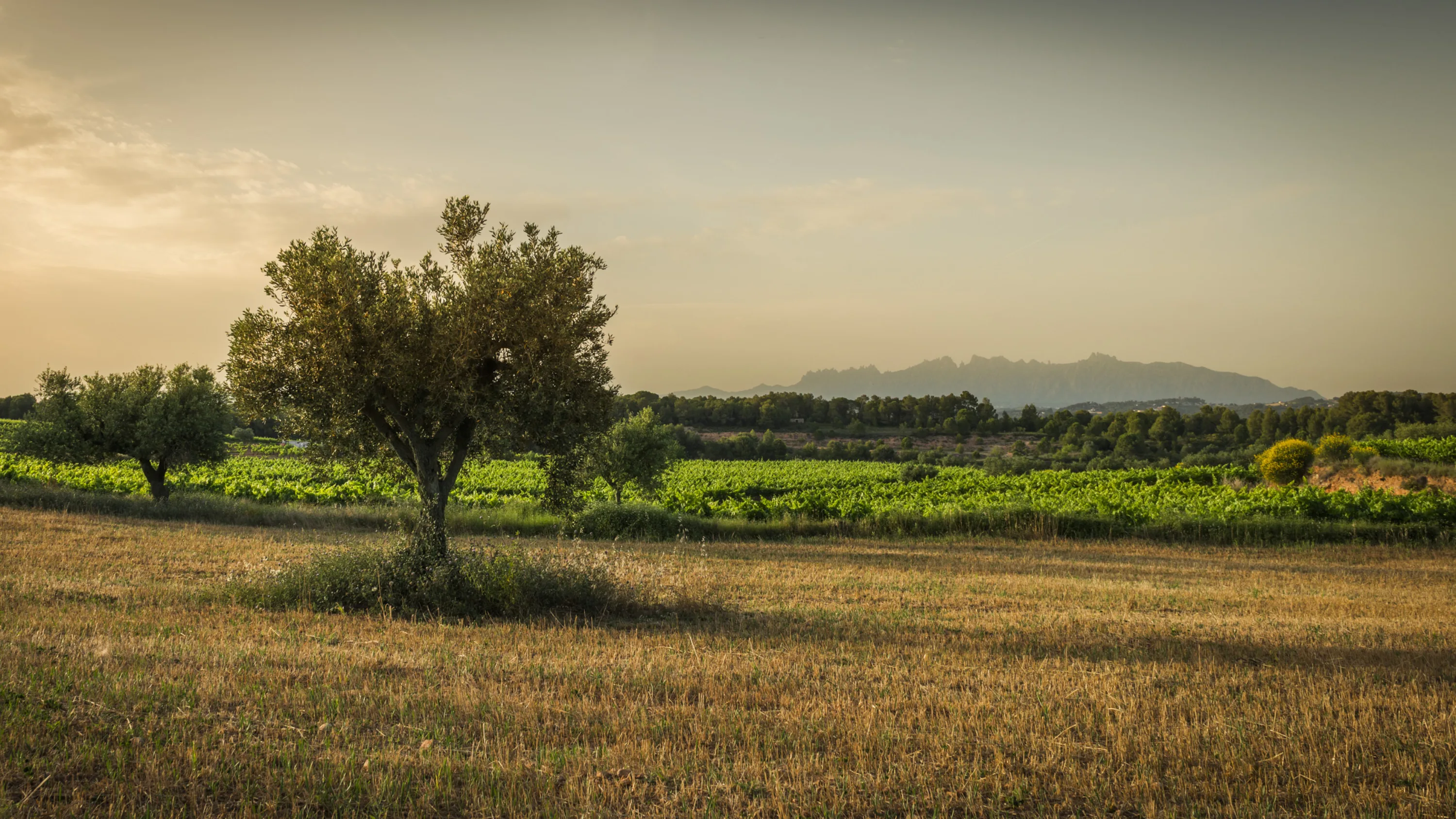 Enoturisme Penedès